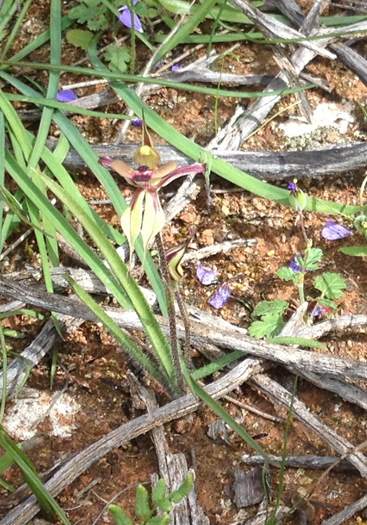 Caladenia - Spider Orchid-latham-IMG_0601.JPG